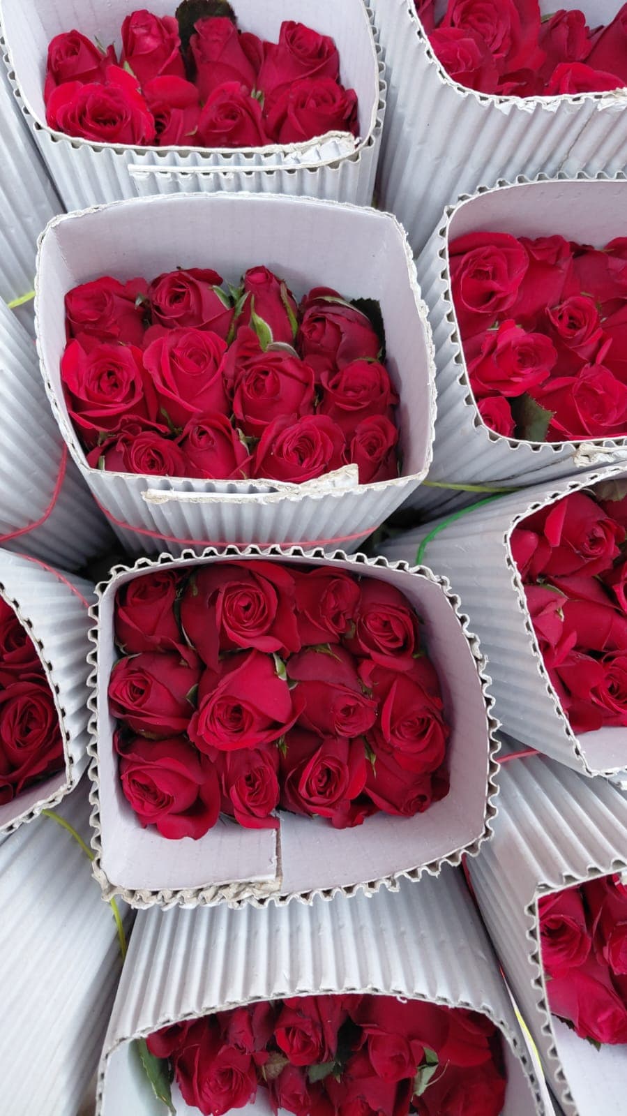 Summer Rose Special